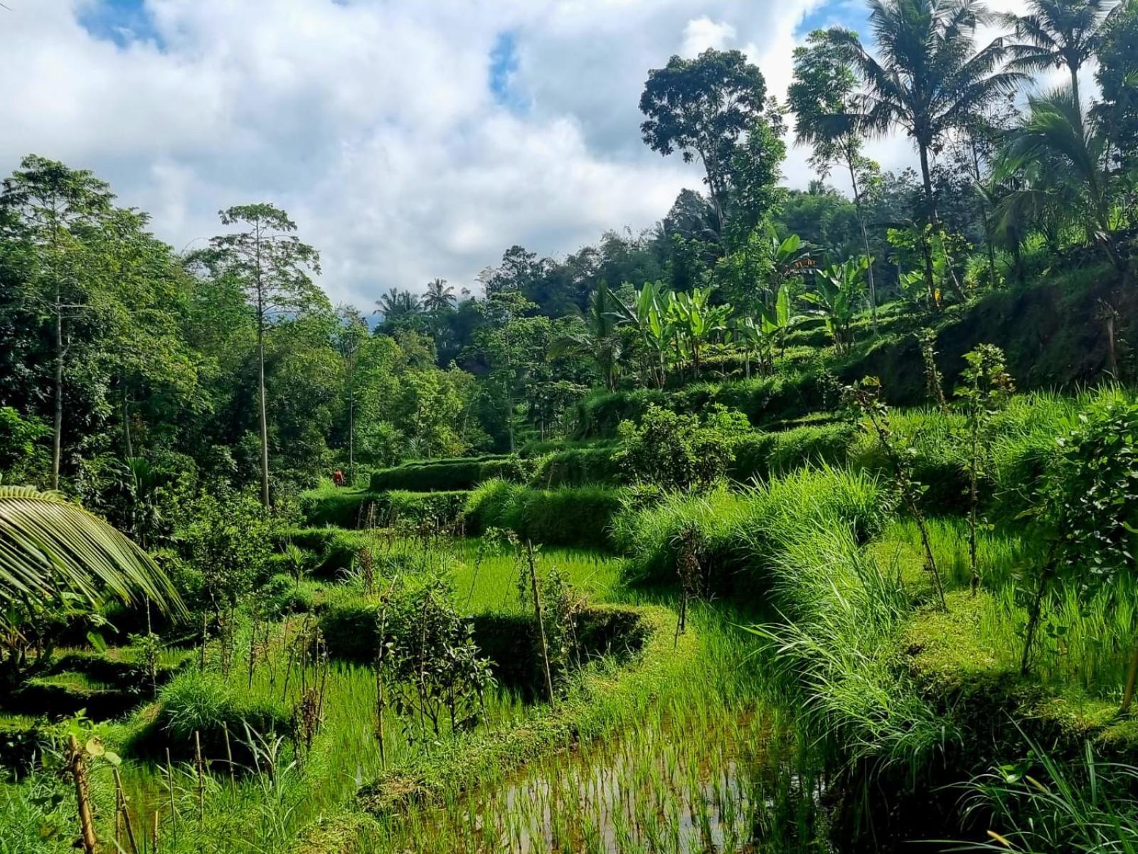 Girang Rinjani Bungalows Tetebatu Habitación foto